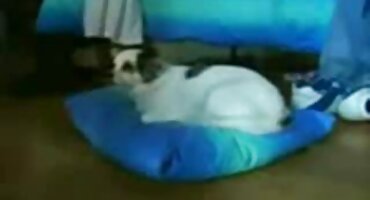 ടാറ്റൂ ചെയ്ത മാച്ചോ കോക്ക് കഴുകി വലിയ മുലകൾ കൊണ്ട് കറുത്ത